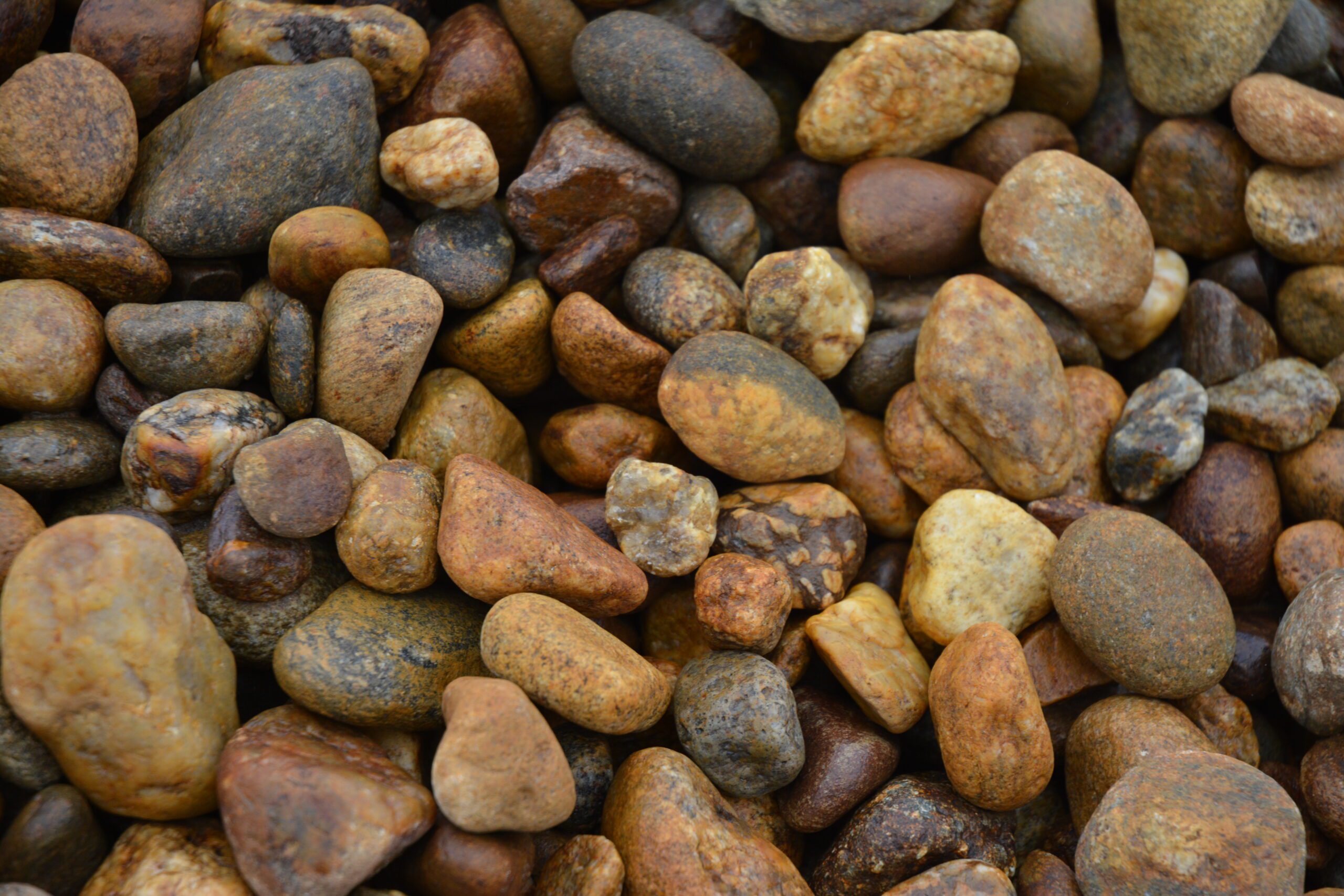 Nevada Nuggets 1 1/2
