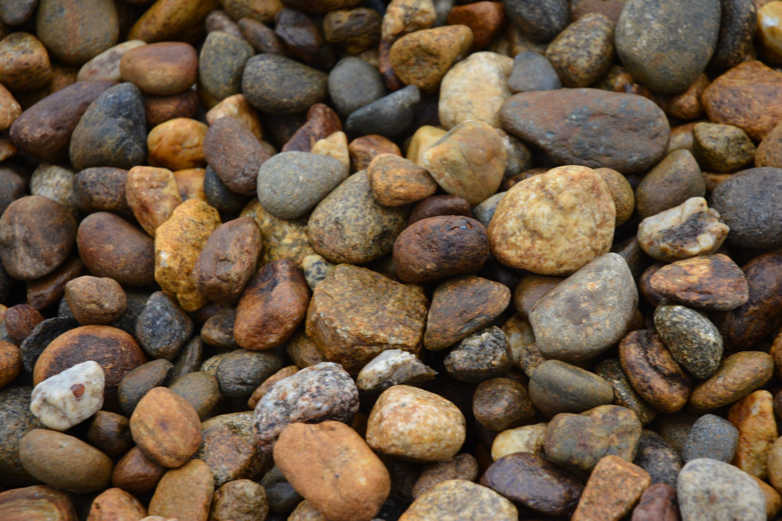 Nevada Nuggets 1 1/2 - Image 4