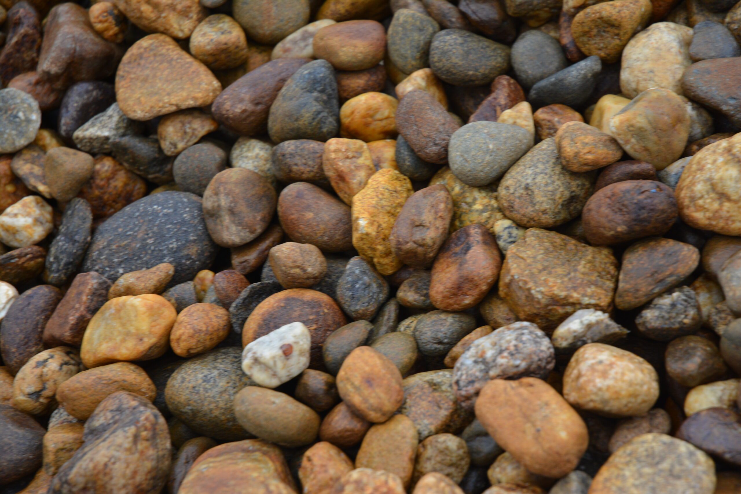 Nevada Nuggets 1 1/2 - Image 3